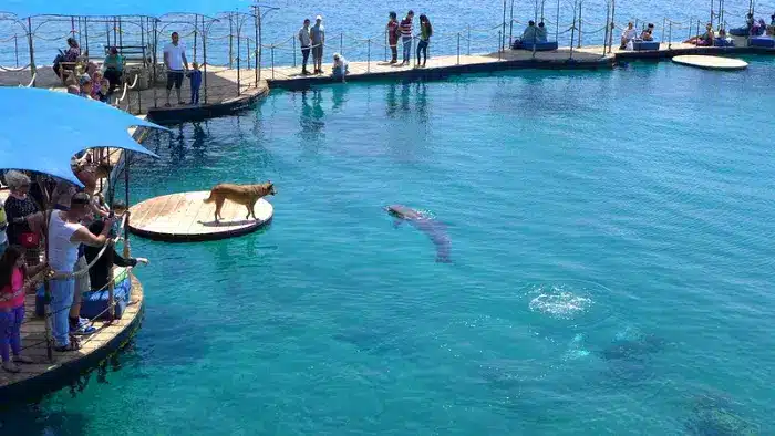 Sud Israël - Eilat Dolphin reef