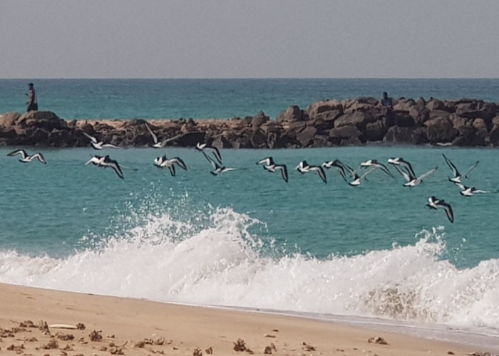 Ajman