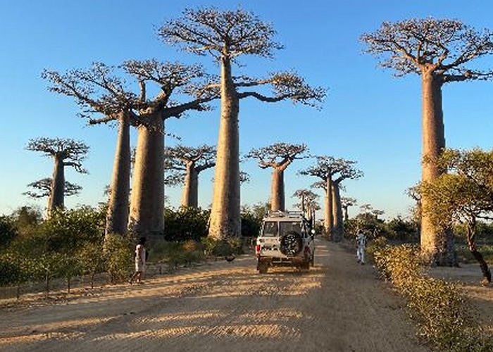 Madagascar - Allée des baobabs