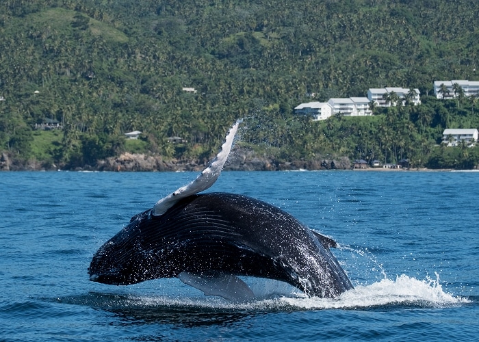 baleines au Canada