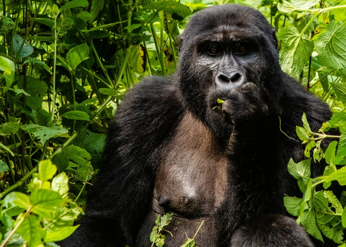 Ouganda - Bwindi Park