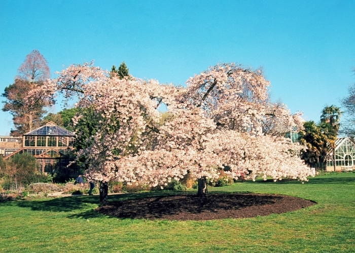 Cambridge University Botanic Garden