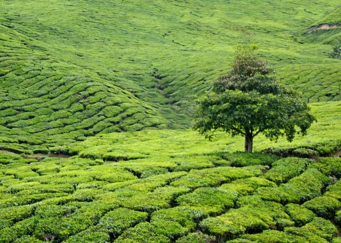 Cameron Highlands
