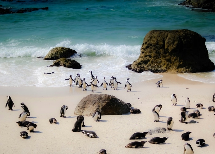 Afrique du Sud - Cape Town