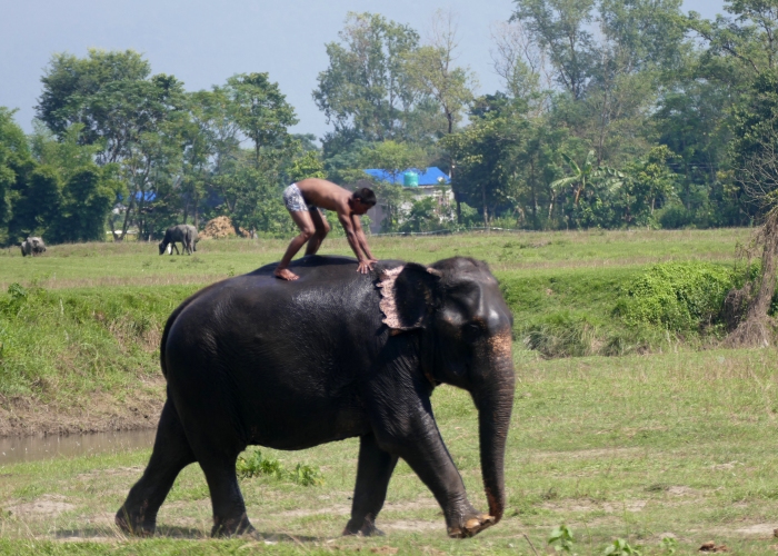 Népal - Chitwan