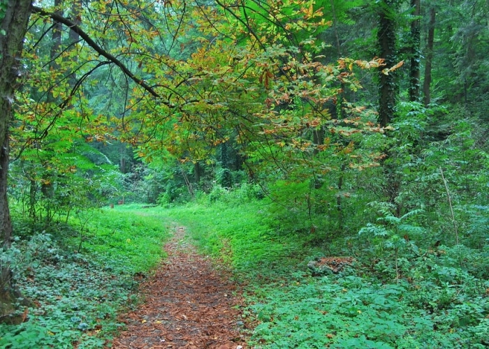 Moldavie - forêts du Codru