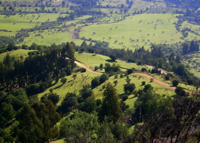 Chili - Colchagua