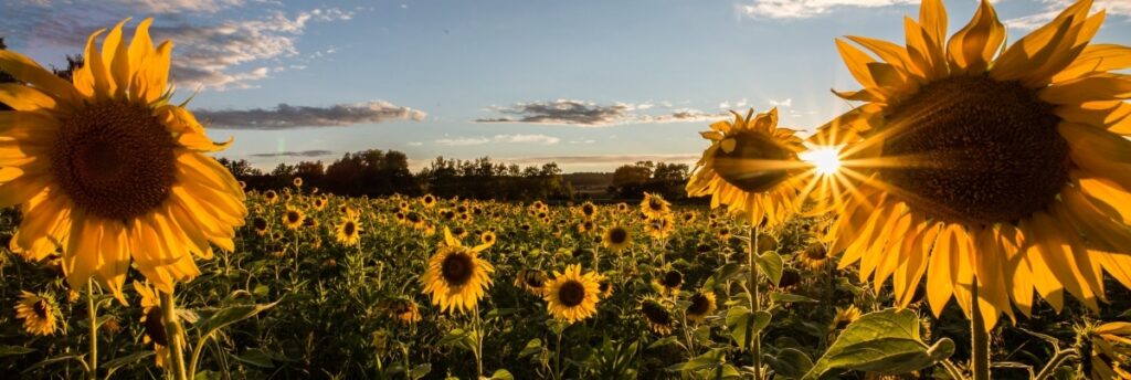 Guides touristiques en France