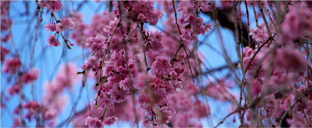 Guides touristiques au Japon