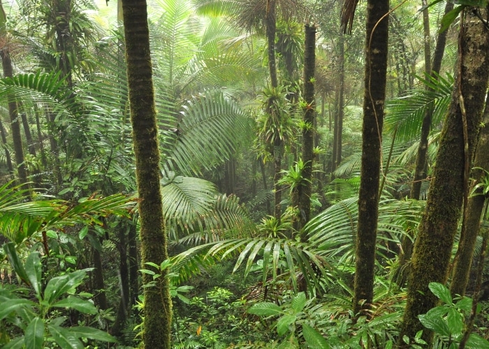 Porto Rico - Forêt El Yunque