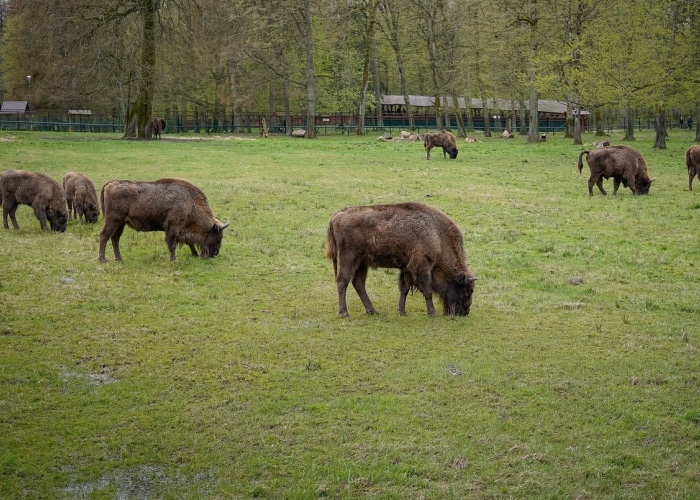 Pologne - Forêt de Bialowieża