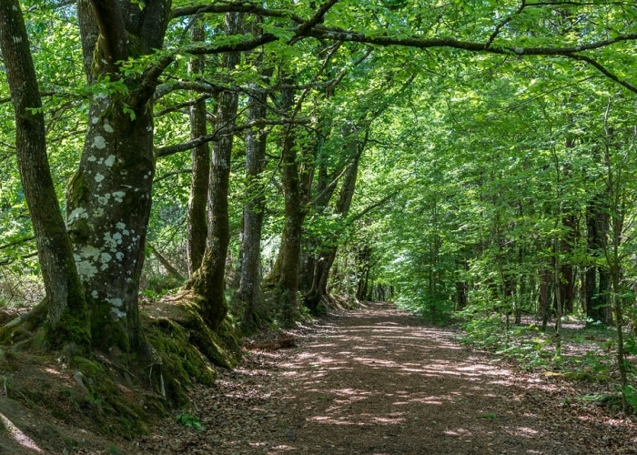 Bretagne - Forêt de Brocéliande