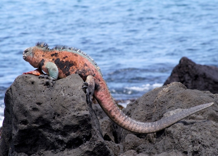 Equateur - îles Galapagos