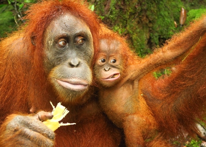 Indonésie - parc de Gunung Leuser