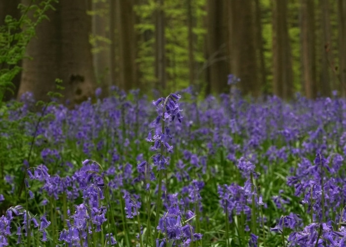 Belgique - Hallerbos