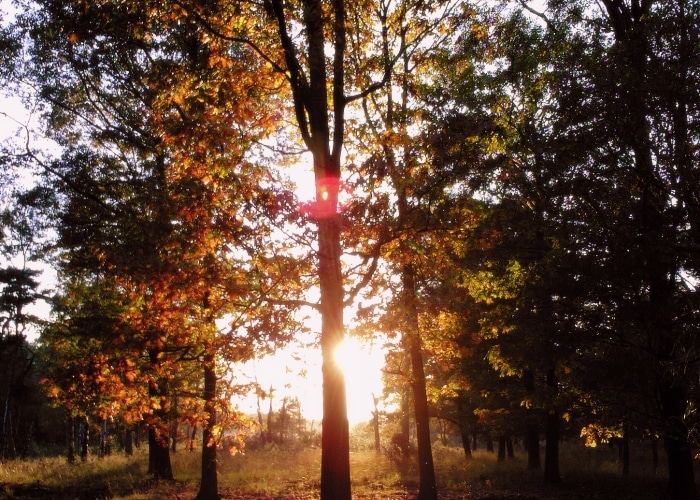 Pays-Bas - Hoge Veluwe Park