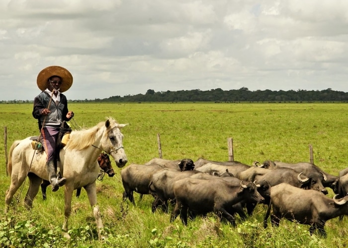 Amazonie - Île de Marajó