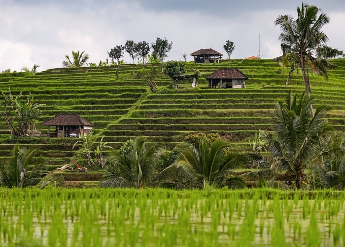 Bali - Jatiluwih