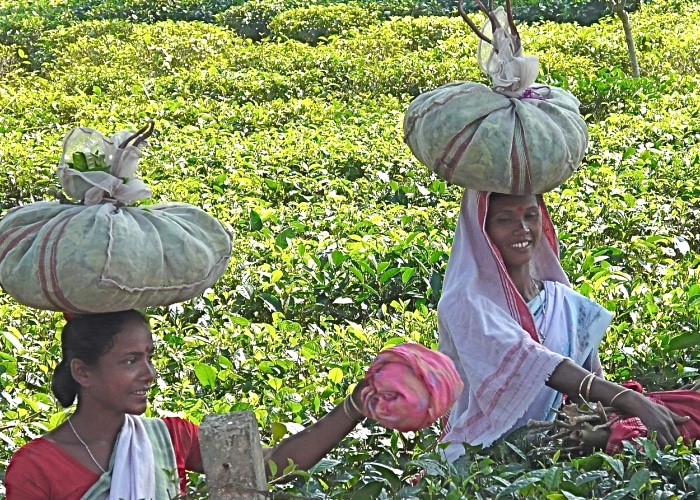 Inde - Jorhat