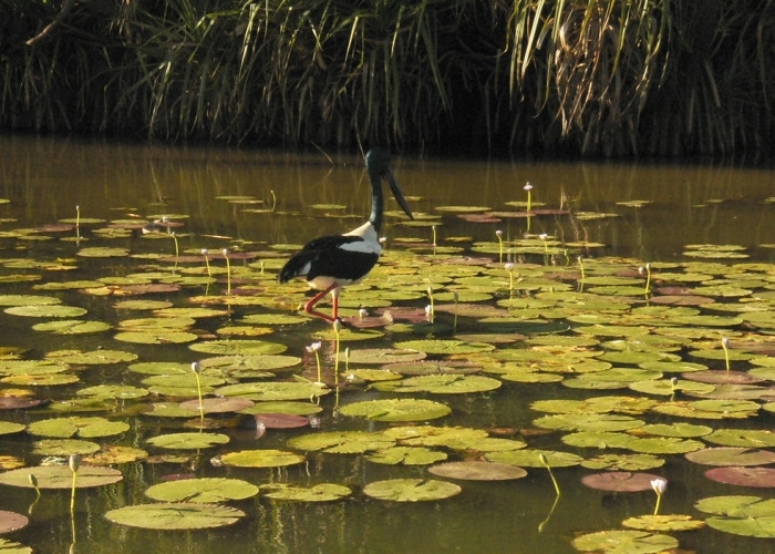 Australie - Parc national de Kakadu