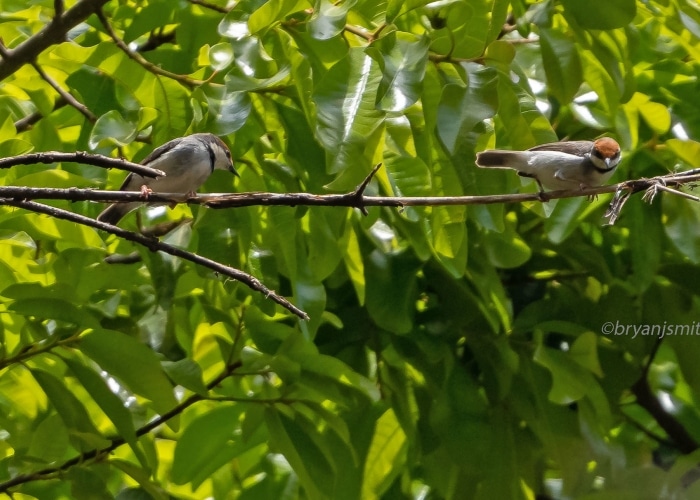 Kenya - Forêt Kakamega