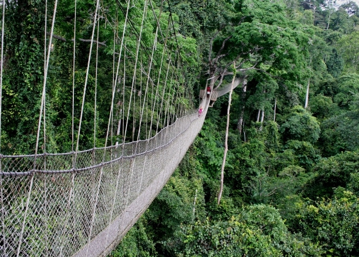 Ghana - Kakum Park