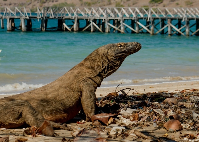Indonésie - Komodo