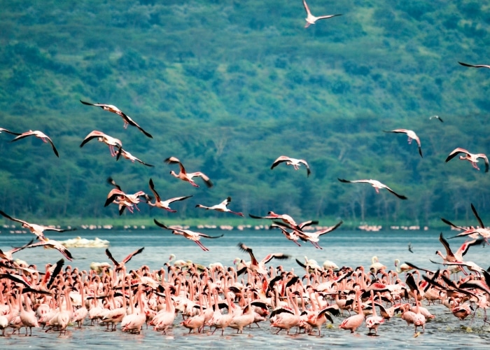 Kenya Lac Nakuru