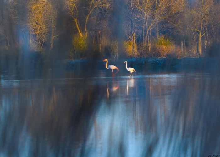 Camargue - marais du Vigueirat