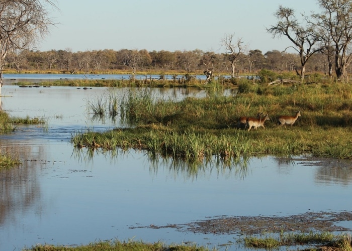 Botswana - Moremi