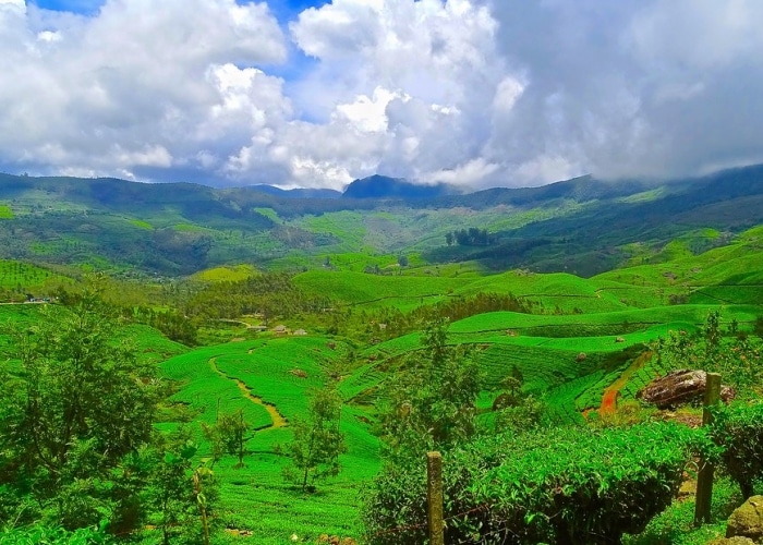 Kerala - Munnar