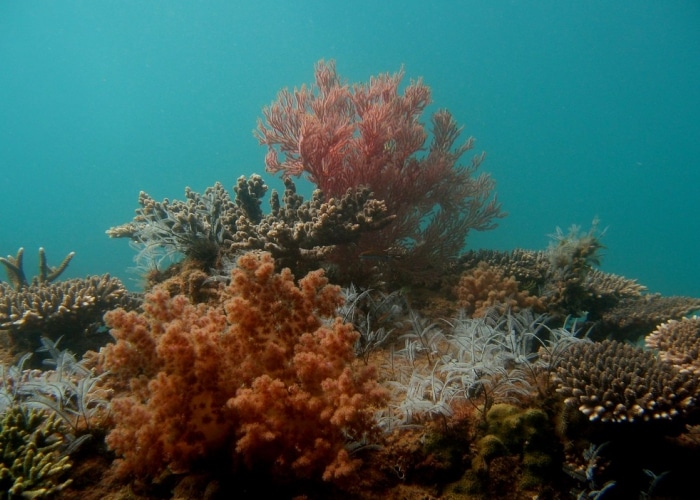 Australie - Ningaloo Reef
