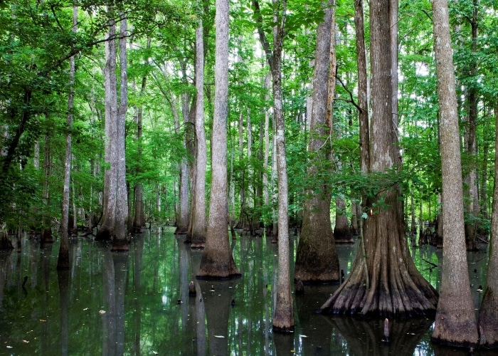 Ocala National Forest