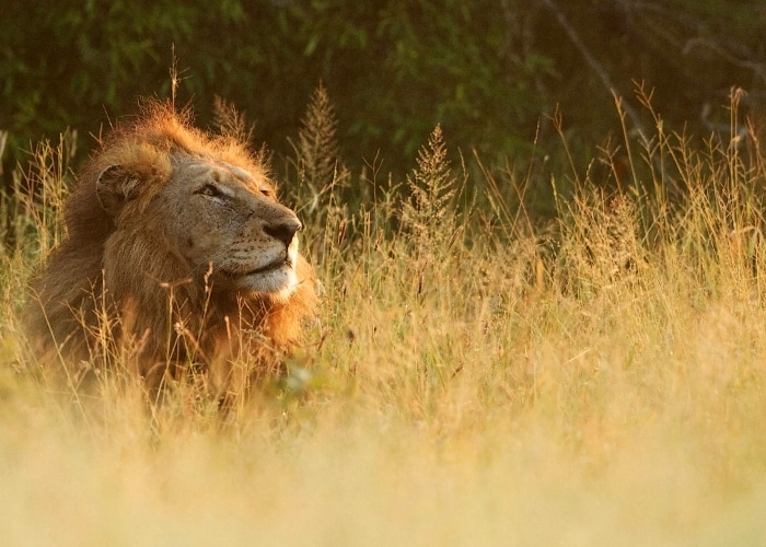 Afrique du Sud - Parc Kruger