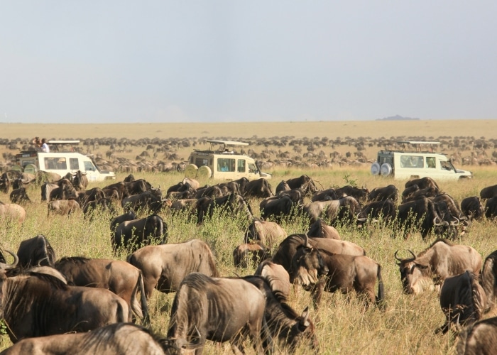 Tanzanie - Parc Serengeti