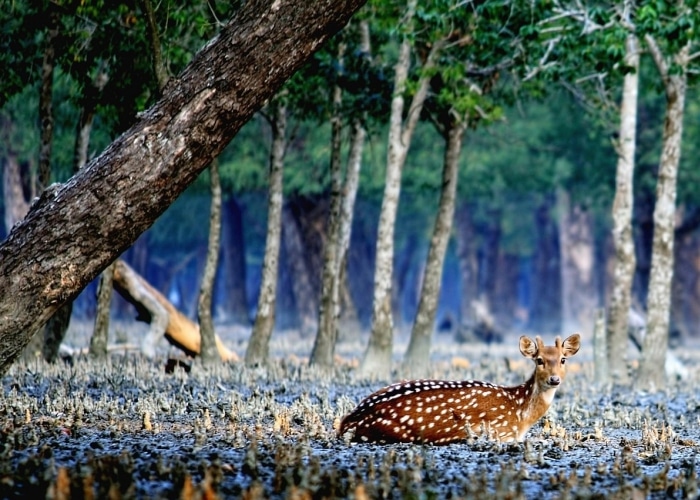 Bangladesh - Parc des Sundarbans