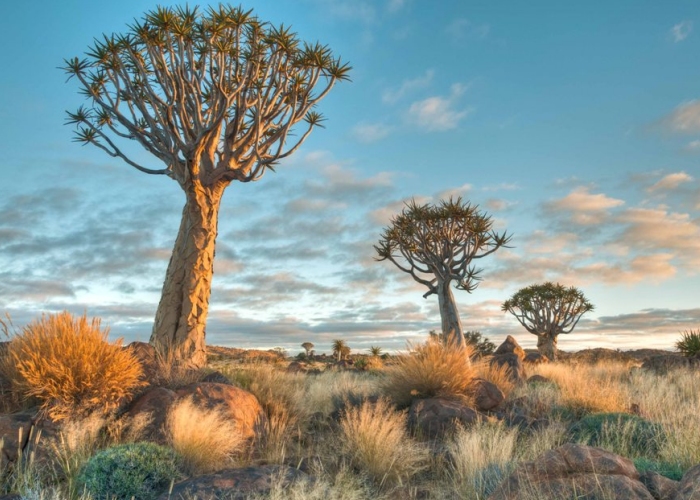 nAMIBIE - forêt de Quiver Tree