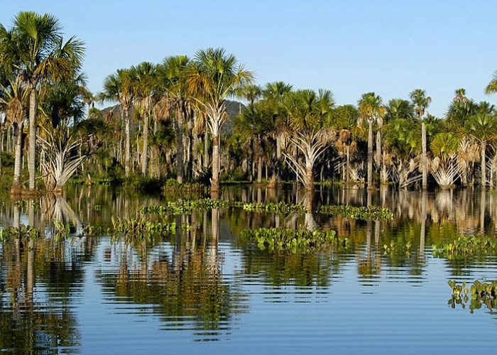 Brésil - réserve de Pantanal