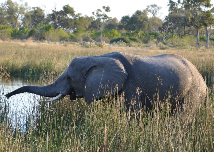 Botswana - réserve de Selinda