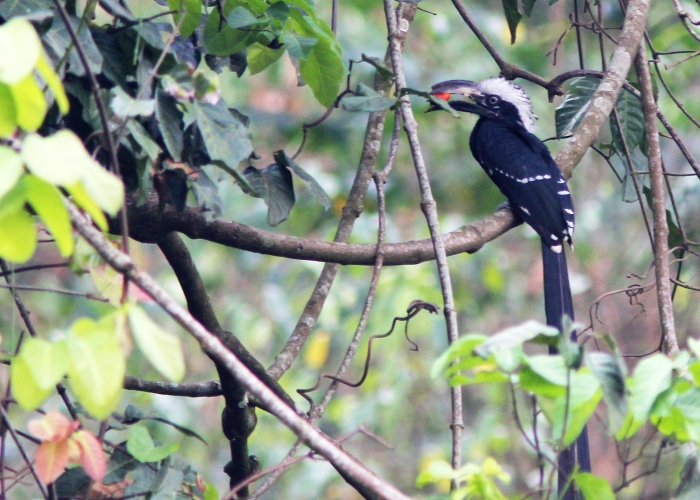 Ouganda - Semliki reserve