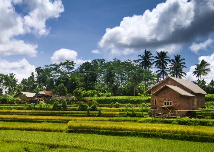 Lombok - Rizières de Tetebatu