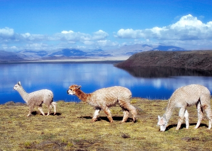 Bolivie - Lac Titicaca