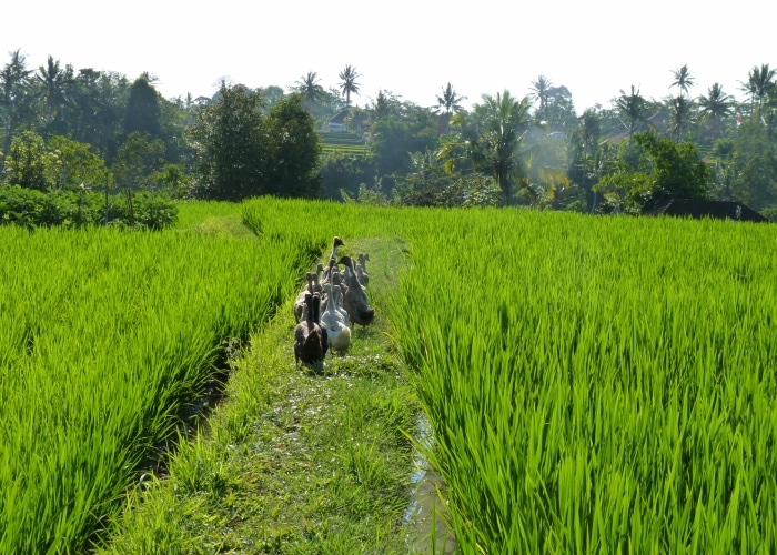 Bali - Ubud