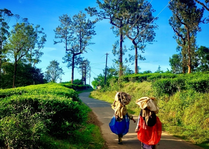 Kerala - Wayanad