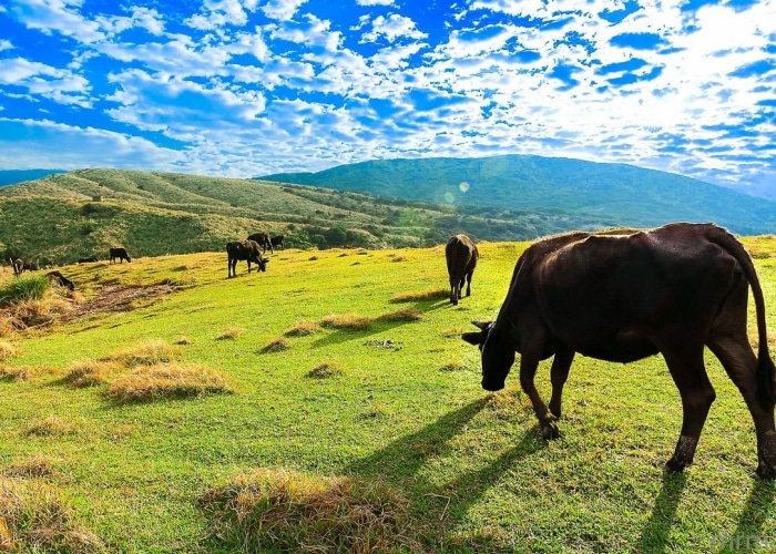 Taiwan - Parc Yangmingshan