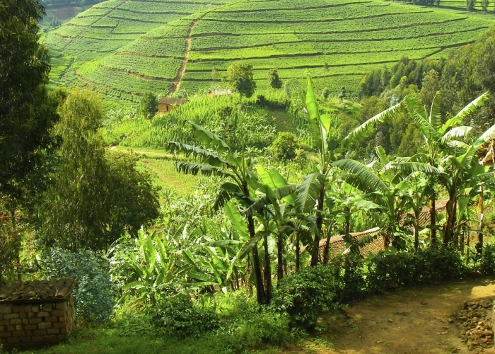 Rwanda - Forêt de Gishwati