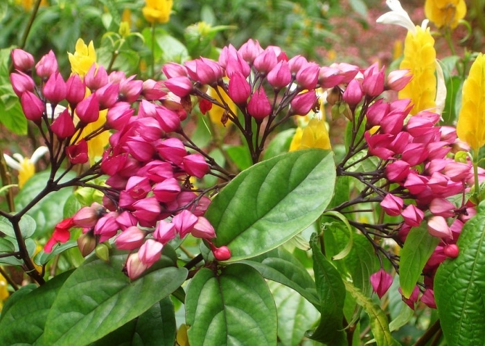 Martinique - Jardins Balata