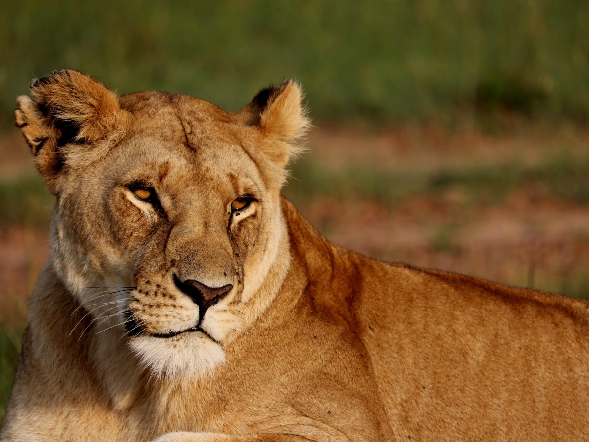 Choix parc safari Afrique du Sud