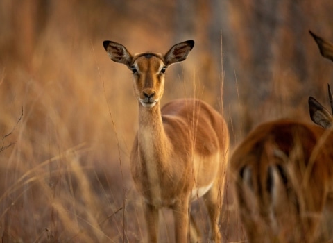 Safari en Afrique du Sud